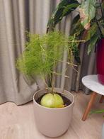 Bowiea volubilis of vitrageplant, Huis en Inrichting, Kamerplanten, Overige soorten, Minder dan 100 cm, Halfschaduw, Ophalen
