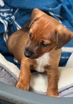 Nog 1 prachtige pup,  kruising Jack Russell/Dwergpinscher, Dieren en Toebehoren, Honden | Niet-rashonden, Reu, CDV (hondenziekte)