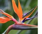 Paradijsvogelplant Strelitzia Reginae, Huis en Inrichting, Kamerplanten, Ophalen, Overige soorten, In pot, Bloeiende kamerplant