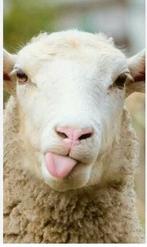 Schapen of geiten gezocht voor begrazing tuin, Dieren en Toebehoren, Schapen, Geiten en Varkens, Meerdere dieren, Schaap