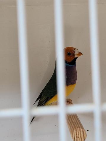 Gould Amadines beschikbaar voor biedingen