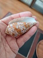 Mooie Schelpen Collectie, Ophalen, Overige typen