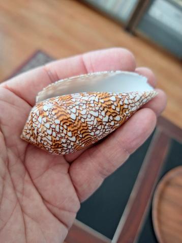 Mooie Schelpen Collectie beschikbaar voor biedingen