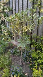 Gratis 2 Oleanders, Ophalen, Volle zon, Overige soorten, Minder dan 100 cm