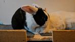 Konijnen koppel, Dieren en Toebehoren, Konijnen, Meerdere dieren, Groot, 0 tot 2 jaar