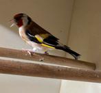 Majoor Putter major putter MAN wildkleur split Eumo van 2024, Dieren en Toebehoren, Vogels | Overige Vogels, Mannelijk, Wildzangvogel
