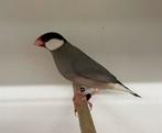 Rijstvogel pastel poppen, Dieren en Toebehoren, Vogels | Overige Vogels, Vrouwelijk, Tropenvogel, Geringd