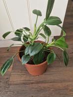 Philodendron green princess, Ophalen, Halfschaduw, Minder dan 100 cm