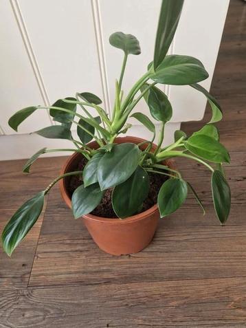 Philodendron green princess beschikbaar voor biedingen