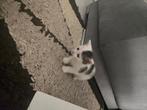 Kitten, Dieren en Toebehoren, Poes, 0 tot 2 jaar