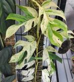 Epipremnum pinnatum marble king bladstekken, Ophalen of Verzenden, Halfschaduw, Minder dan 100 cm