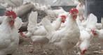 Witte leghorn hennen, Dieren en Toebehoren, Pluimvee, Vrouwelijk, Kip