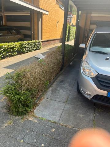 Buxus verwijderen & nieuwe haag planten door heel NL beschikbaar voor biedingen