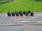 Siergras Irish Green, Ophalen of Verzenden, Zomer, Siergrassen, Volle zon