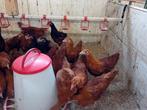 New Hampshire kriel kippen, 12 weken jong,, Dieren en Toebehoren, Meerdere dieren, Kip
