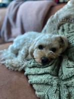 Oppas gezocht!, Ophalen of Verzenden