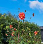 Dahlia Knollen - 3 stuks - 1.50m hoog, Tuin en Terras, Planten | Tuinplanten, Ophalen, Overige soorten, Volle zon