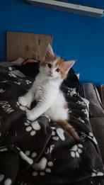 Hele leuke polydactyle Maincoon kittens : met stamboom, Dieren en Toebehoren, Katten en Kittens | Raskatten | Langhaar, Meerdere dieren