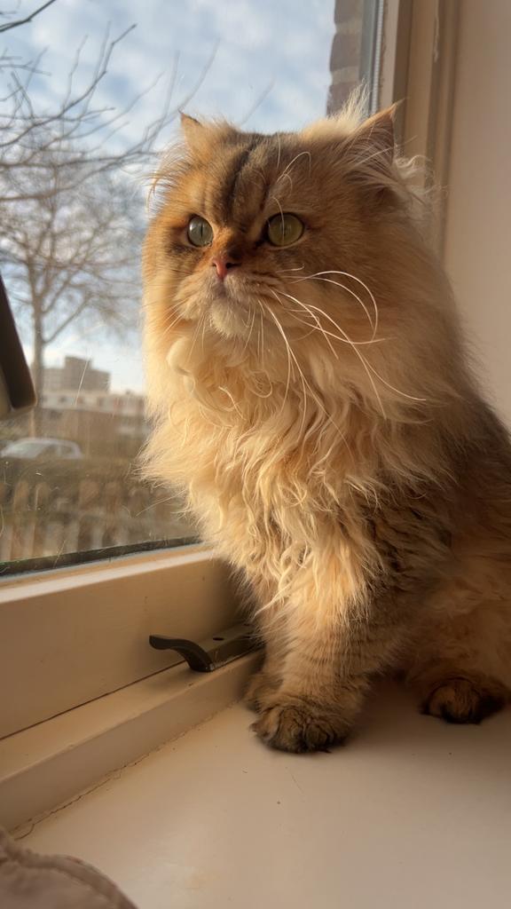 Brits langhaar dekkater-ervaring ( niet te koop ), Dieren en Toebehoren, Katten en Kittens | Raskatten | Langhaar, Kater, 0 tot 2 jaar