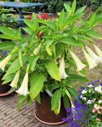 Grote brugmansia plant, wit, Ophalen, Zomer, Overige soorten, Volle zon