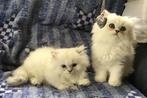 Schitterende ragdoll kittens, Meerdere dieren, Ontwormd, 0 tot 2 jaar