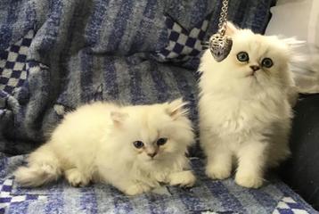 Schitterende ragdoll kittens beschikbaar voor biedingen