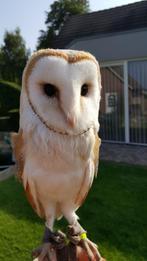 kerkuil jong roofvogel, Dieren en Toebehoren, Vogels | Overige Vogels, Meerdere dieren, Roofvogel, Geringd