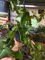 Philodendron Florida Green - Hangplant, Huis en Inrichting, Ophalen of Verzenden