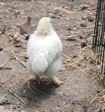 Knuffel Cochin-kuikentjes te koop!!, Dieren en Toebehoren, Pluimvee, Meerdere dieren, Kip