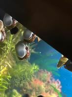 Aquarium appelslakjes. Houden aquarium mooi schoon Stuur ook, Dieren en Toebehoren, Vissen | Aquaria en Toebehoren, Ophalen of Verzenden