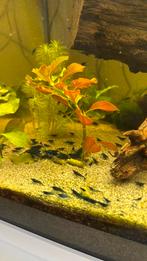 Bleu Velvet garnalen, Dieren en Toebehoren, Kreeft, Krab of Garnaal, Zoetwatervis, Schoolvis