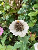 Zinnia lilliput white, Tuin en Terras, Bloembollen en Zaden, Ophalen of Verzenden, Voorjaar, Volle zon, Zaad