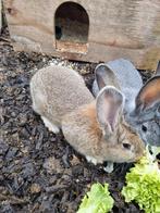 Duitse reus ram, Dieren en Toebehoren, Mannelijk, Groot