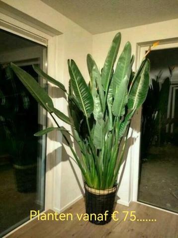  Strelitzia Reginae /Grote kamerplant  Paradijsvogelplant beschikbaar voor biedingen