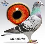 Postduif kleindochter "GREIPEL", Dieren en Toebehoren, Vogels | Duiven, Vrouwelijk, Postduif