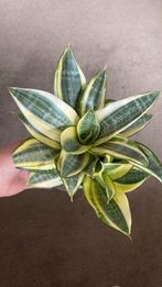 Sansevieria Golden Hahnii, Ophalen of Verzenden, Overige soorten, Minder dan 100 cm