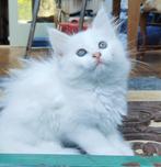 Supermooi wit langhaar katertje, Dieren en Toebehoren, Katten en Kittens | Overige Katten, Kater, Langharig, 0 tot 2 jaar