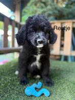 Newfoundlander kruising pups, 8 tot 15 weken, Groot, CDV (hondenziekte), Meerdere