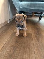 2 jackrussel pups te koop, Dieren en Toebehoren, Honden | Jack Russells en Terriërs, Jack Russell Terriër, 8 tot 15 weken, Meerdere