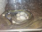Bewezen Volwassen koppel dwarf python reticulatus, Dieren en Toebehoren, Reptielen en Amfibieën, Slang, 3 tot 6 jaar
