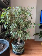 Ficus plant, Ophalen, Ficus, 100 tot 150 cm, Halfschaduw