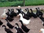 Eenden, Dieren en Toebehoren, Pluimvee, Meerdere dieren, Eend