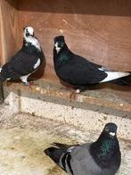 Hoogevliegers duivem, Meerdere dieren, Postduif