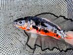 Koi, Dieren en Toebehoren, Vissen | Vijvervissen, Karper of Koi
