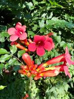 Trompetbloem / Campsis radicans stek, Volle zon, Vaste plant, Zomer, Ophalen