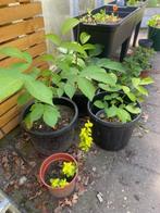 walnoten boom in 10 liter pot, Tuin en Terras, Planten | Bomen, Overige soorten, Minder dan 100 cm, Ophalen, Volle zon
