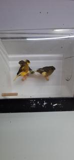 Gloster kanarie mannen mogen verhuizen