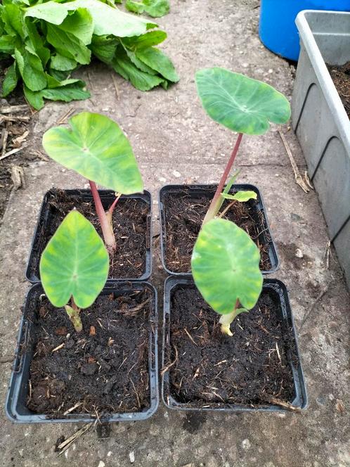 Colocasia Pink china, Tuin en Terras, Planten | Tuinplanten, Volle zon, Zomer, Ophalen of Verzenden
