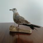 Opgezette meeuw, Verzamelen, Dierenverzamelingen, Ophalen of Verzenden, Nieuw, Vogel, Opgezet dier