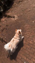 Keeshond, Dieren en Toebehoren, Honden | Niet-rashonden, CDV (hondenziekte), 1 tot 2 jaar, Teef, Eén hond